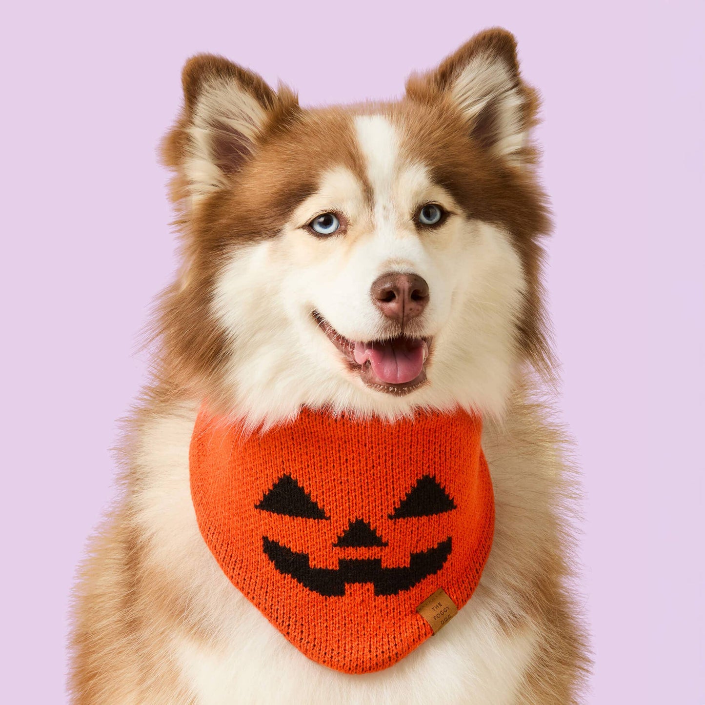 Jack-o’-Lantern Knit Dog Bandana: L - up to 26”