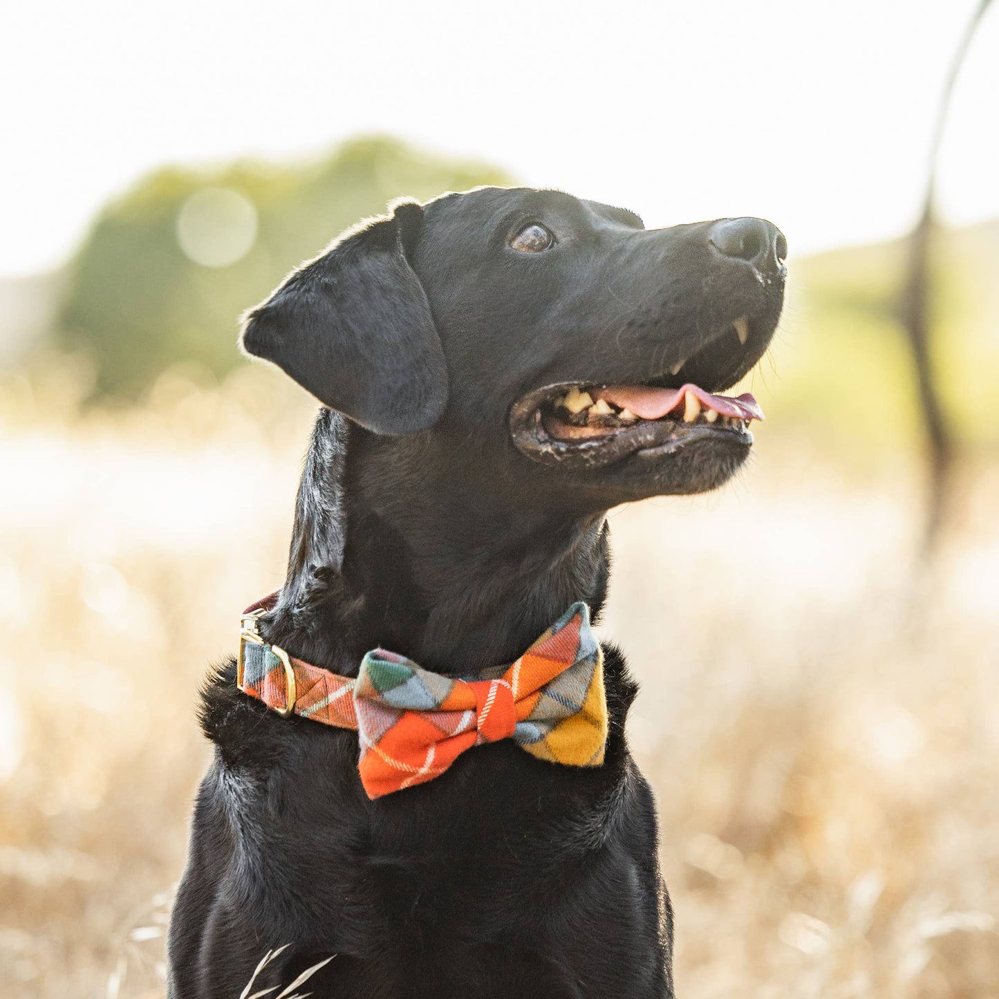 Buchanan Plaid Flannel Fall Dog Collar: M/ Gold