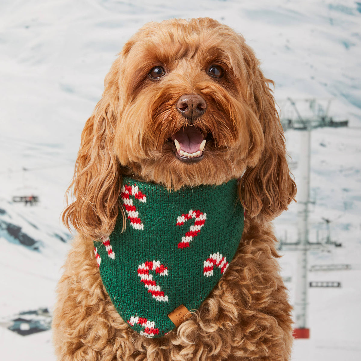 Candy Cane Knit Holiday Dog Bandana: Large