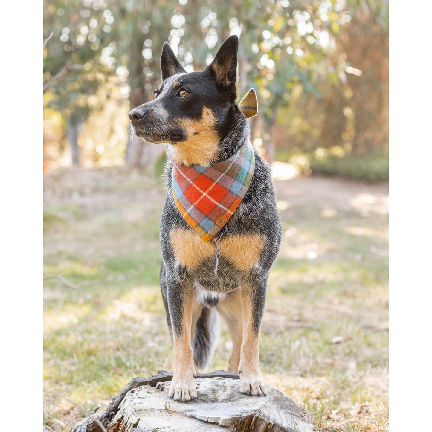 Buchanan Plaid Fall Dog Bandana: Medium